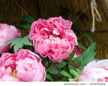 Kamakura Tsurugaoka Hachimangu Shinen Botan Garden Botan Shimanishiki 104056888