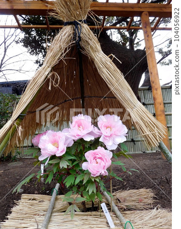 Kamakura Tsurugaoka Hachimangu Shinen Botan Garden Button Yachiyo Tsubaki 104056922