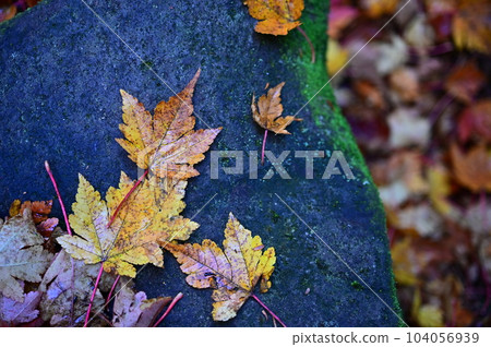 Fallen leaves  104056939
