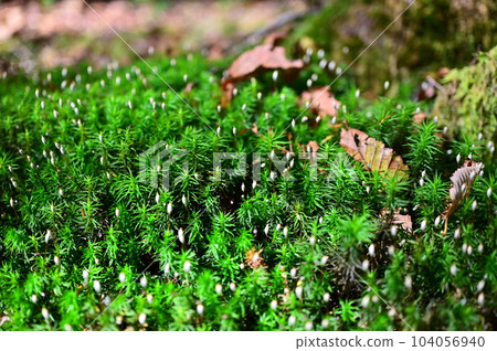 苔綠色 苔綠色 104056940
