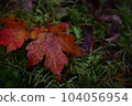 落葉 104056954