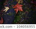 落葉 104056955