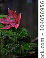 落葉 104056956