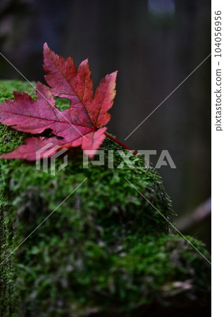 Fallen leaves Fallen leaves 104056956