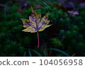 落葉 104056958