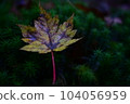 落葉 104056959