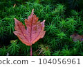 落葉 104056961