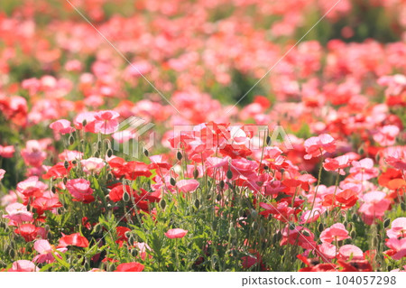Poppy 2438 Poppy 2438 104057298