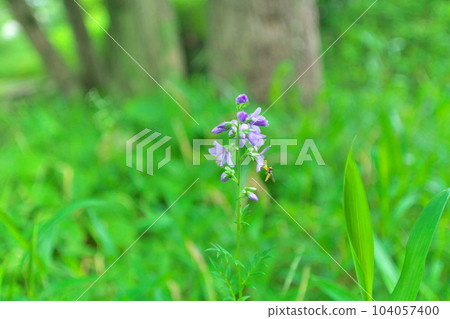 Hanashinobu blooming in Kokonoe Hanashinobu blooming in Kokonoe 104057400