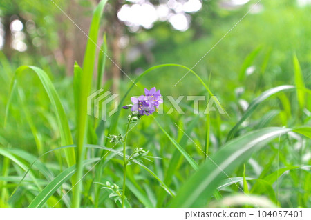 Hanashinobu blooming in Kokonoe 104057401