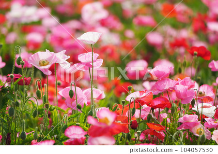 Poppy 2362 Poppy 2362 104057530