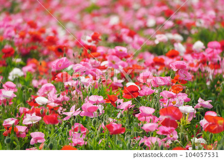 Poppy 2365 Poppy 2365 104057531