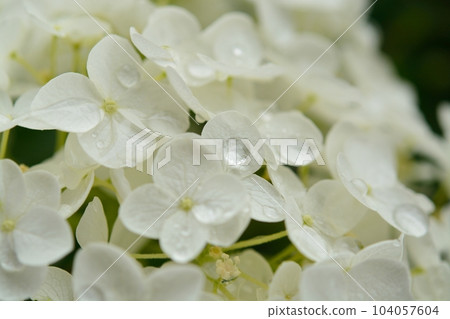 Hydrangea after the rain 104057604