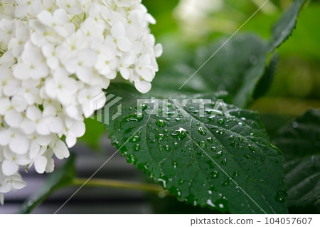 Hydrangea after the rain Hydrangea after the rain 104057607