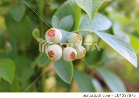 變色前的藍莓果實 104057676