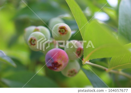 變色前的藍莓果實 變色前的藍莓果實 104057677
