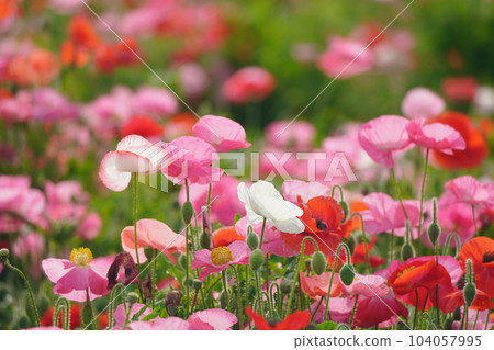 Poppy 2217 Poppy 2217 104057995