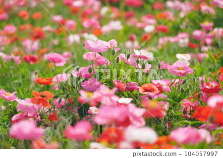 Poppy 2227 Poppy 2227 104057997