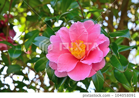 樹:山茶花山茶花 樹:山茶花山茶花 104058091