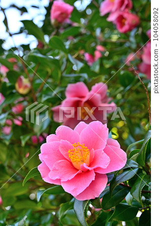Tree: Camellia camellia Tree: Camellia camellia 104058092