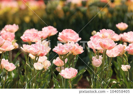 Tulip field 1965 104058405