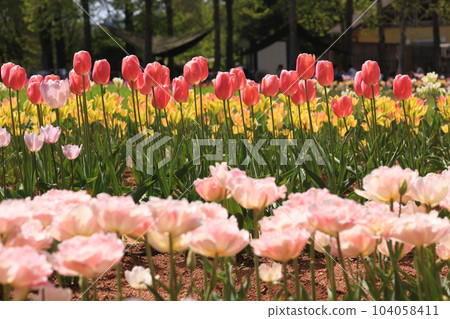 Tulip field 1978 Tulip field 1978 104058411