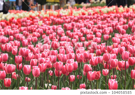 Tulip field 1764 104058585