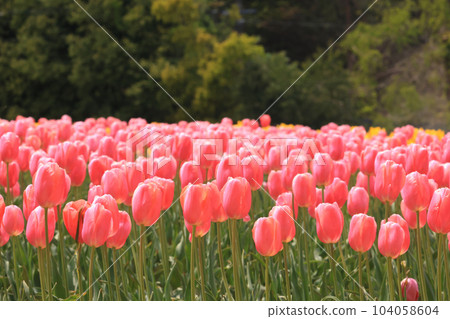 Tulip field 1832 Tulip field 1832 104058604