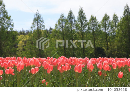 鬱金香花田 1880 104058638
