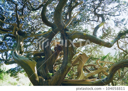不尋常的形狀樹 不尋常的形狀樹 104058811