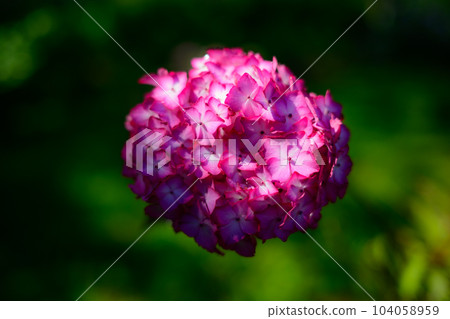 漂浮的亮粉色繡球花 漂浮的亮粉色繡球花 104058959