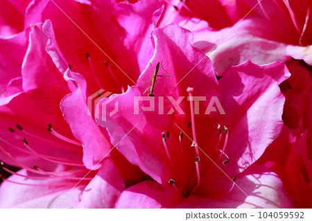 一隻蜜蜂棲息在杜鵑花上 一隻蜜蜂棲息在杜鵑花上 104059592