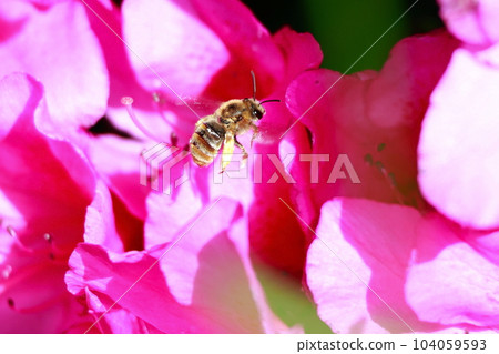 A bee perched on an azalea 104059593