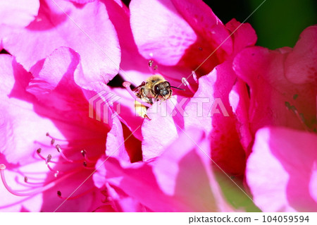 A bee perched on an azalea 104059594