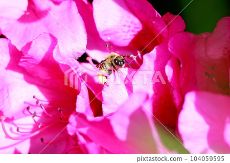 A bee perched on an azalea 104059595