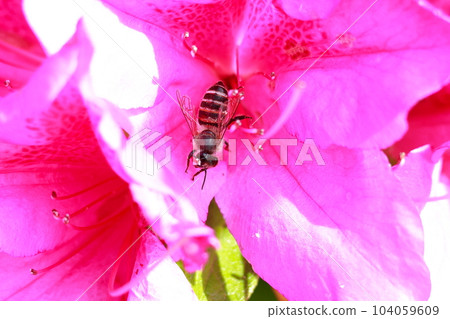 A bee perched on an azalea 104059609