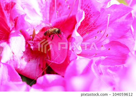A bee perched on an azalea A bee perched on an azalea 104059612
