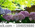 Hydrangea, Ichijo Ekan Sanso, Kamakura 104059880