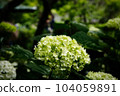 Hydrangea, Ichijo Ekan Sanso, Kamakura 104059891