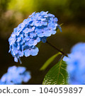 Hydrangea, Ichijo Ekan Sanso, Kamakura 104059897