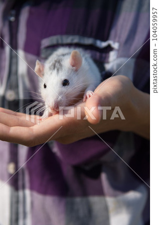 pet rat in the hands of young woman outdoors 104059957