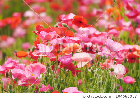 Poppy 2231 104060018