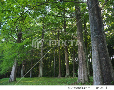 Fresh green Metasequoia trees Fresh green Metasequoia trees 104060120