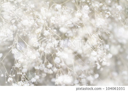 A close-up photo of Haze grass. light processing. A close-up photo of Haze grass. light processing. 104061031