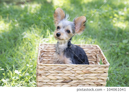 Thuya the Yorkshire Terrier in a basket Thuya the Yorkshire Terrier in a basket 104061041
