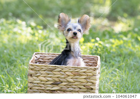 Yorkshire Terrier puppy in a basket Yorkshire Terrier puppy in a basket 104061047
