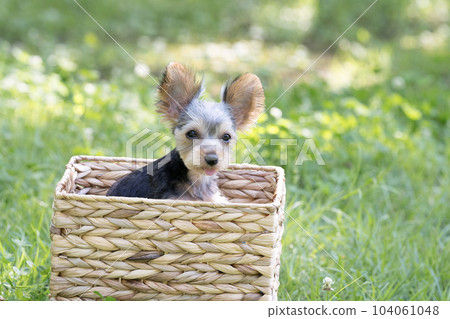 Thuya the Yorkshire Terrier in a basket Thuya the Yorkshire Terrier in a basket 104061048