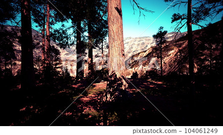 Giant Sequoias Trees or Sierran redwood growing in the forest Giant Sequoias Trees or Sierran redwood growing in the forest 104061249