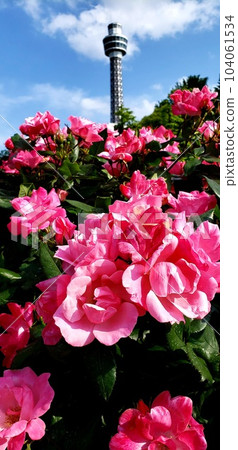 Red roses and blue sky blooming at Yamashita Park in Yokohama [May] 104061534