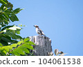 Starling _ small bird _ bird _ wild bird 104061538